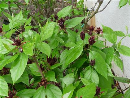 Calycanthus floridus (Carolina allspice).JPG